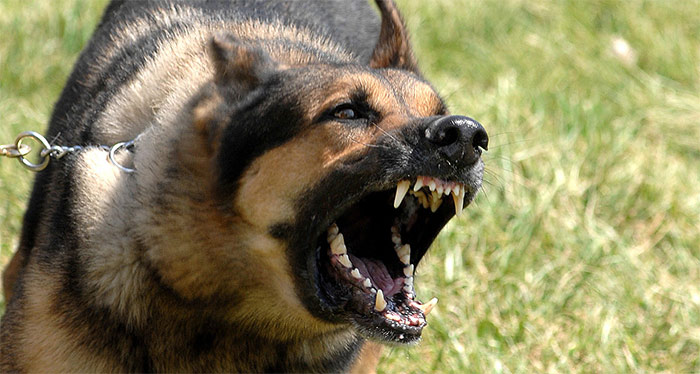 what can be done about a barking dog