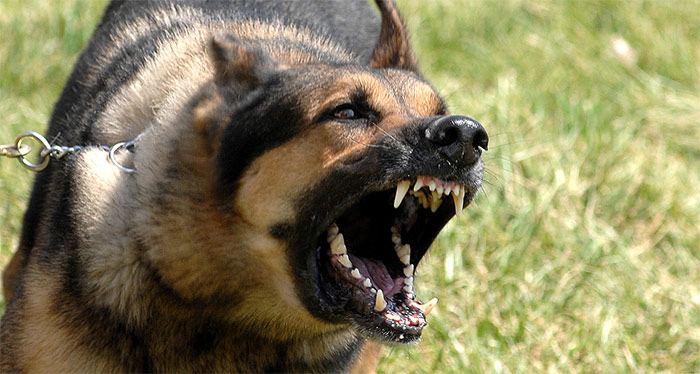 what can animal control do about a barking dog