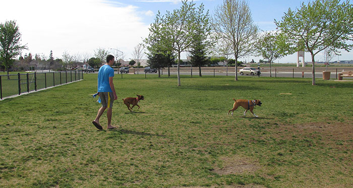 Swansons store dog park