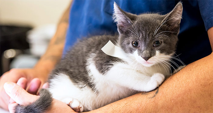 Low income spay and neuter store for dogs