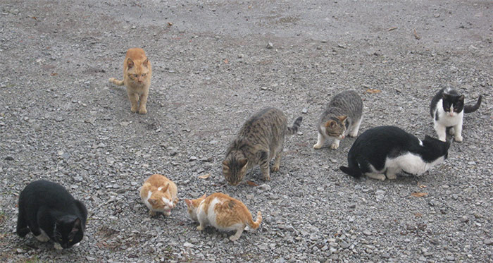 Stray cats in my hot sale neighborhood